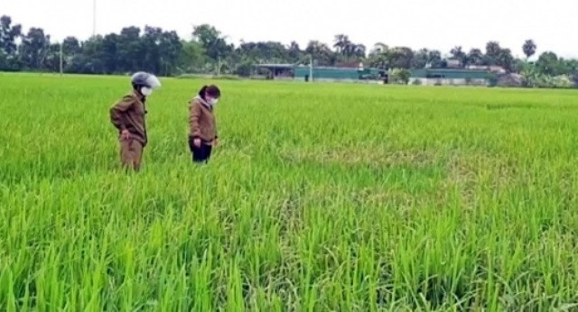 Từ nay đến giữa tháng 5, các trà lúa chính sẽ bước vào giai đoạn trỗ bông, phơi màu, đây là giai đoạn mẫn cảm của cây lúa với sinh vật gây hại.