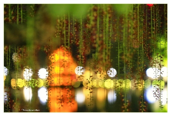 Vào mùa này, khách du lịch và người dân thường đến Hồ Gươm ngắm hoa lộc vừng – như dáng những cô gái chải tóc soi bóng mặt hồ.