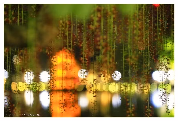 Vào mùa này, khách du lịch và người dân thường đến Hồ Gươm ngắm hoa lộc vừng – như dáng những cô gái chải tóc soi bóng mặt hồ.