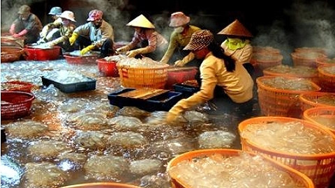 Chế biến sứa ở huyện Giao Thủy.