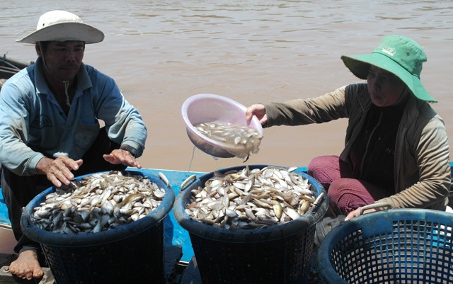 Vợ chồng ngư dân Nguyễn Văn Nhuần (An Giang) trúng đậm cá sặc non từ nghề đặt lờ mùa lũ.