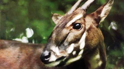 Loài Sao la của Việt Nam.