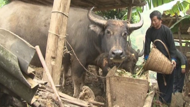 Cần chuẩn bị đủ thức ăn để trâu, bò tăng sức đề kháng chống lại giá rét.
