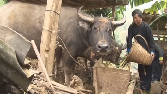 Cần chuẩn bị đủ thức ăn để trâu, bò tăng sức đề kháng chống lại giá rét.