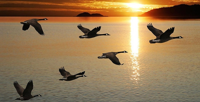 Vào mùa thu, những đàn ngỗng trời bay về phương nam để tránh rét. (Ảnh: Soha)