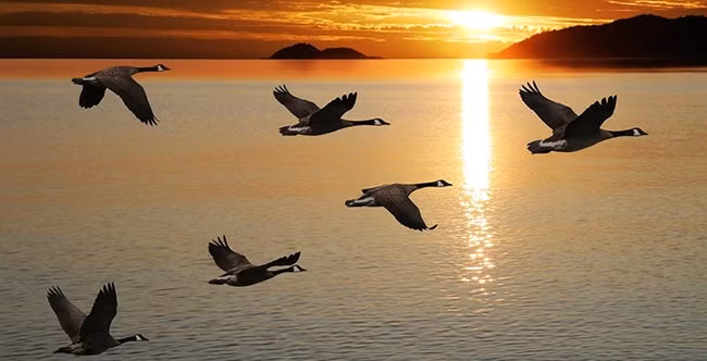 Vào mùa thu, những đàn ngỗng trời bay về phương nam để tránh rét. (Ảnh: Soha)