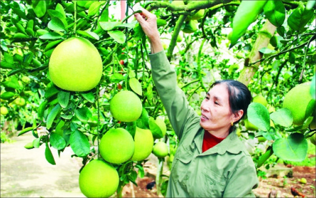 Bà Phùng Thị Thơ trong vườn bưởi của gia đình.