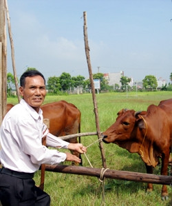 Gia đình ông Phong thoát nghèo nhờ chăm sóc và nuôi tốt bò giống.