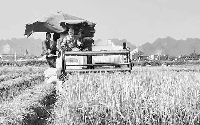 Thu hoạch lúa mùa tại xã Đồng Hóa, huyện Kim Bảng (Hà Nam).