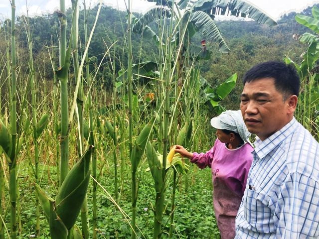 Chủ tịch xã Thịnh Vượng (huyện Nguyên Bình) cùng người dân giữa đồi ngô bị cào cào ăn trụi lá.