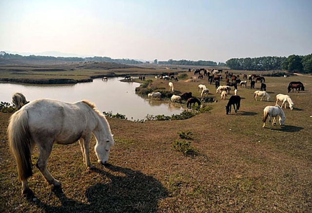 Trại ngựa giống của Trung tâm Nghiên cứu và Phát triển chăn nuôi miền núi. 