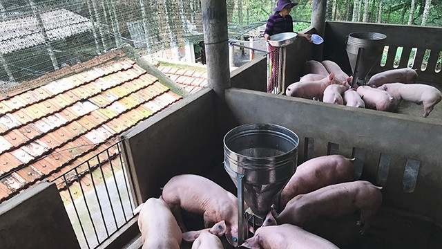 Chị Đỗ Thị Kim Phượng chăm sóc đàn heo trên tầng hai khu chăn nuôi.