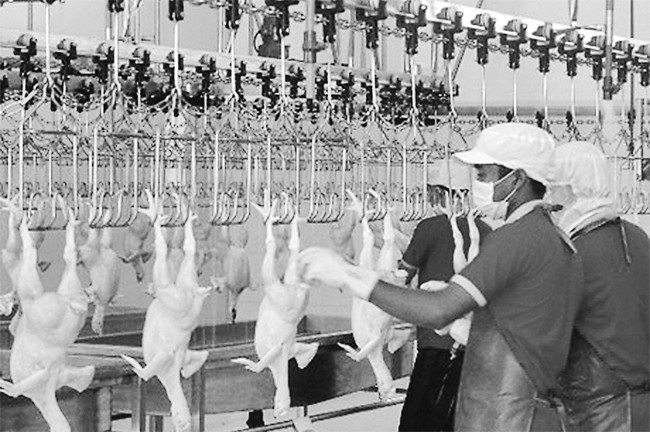 Dây chuyền giết mổ gia cầm của Nhà máy thực phẩm Ba Huân (TP Hồ Chí Minh).