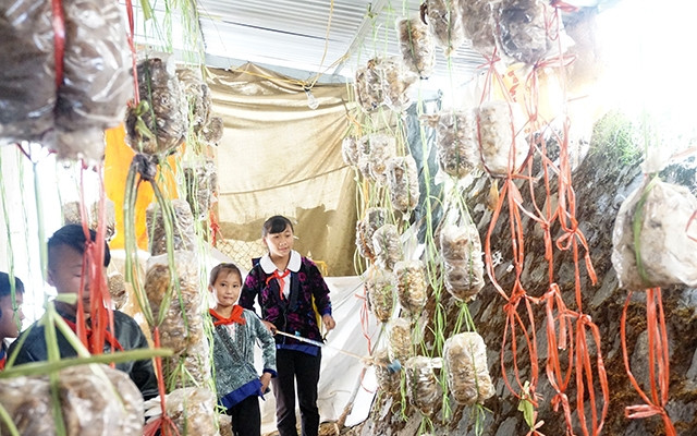 Ngoài giờ học trên lớp, học sinh Trường PTDT bán trú THCS Tả Phìn còn được hướng dẫn cách trồng nấm cải thiện bữa ăn.