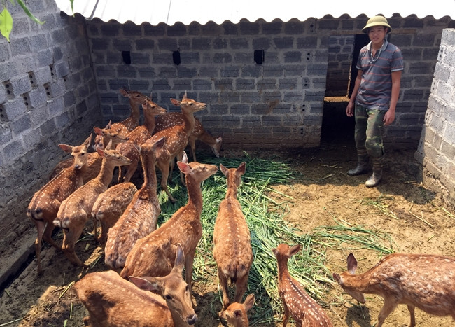 Đàn hươu sao của gia đình anh Bùi Văn Tuyên ở thôn Nga 2, xã Cúc Phương (Nho Quan, Ninh Bình).