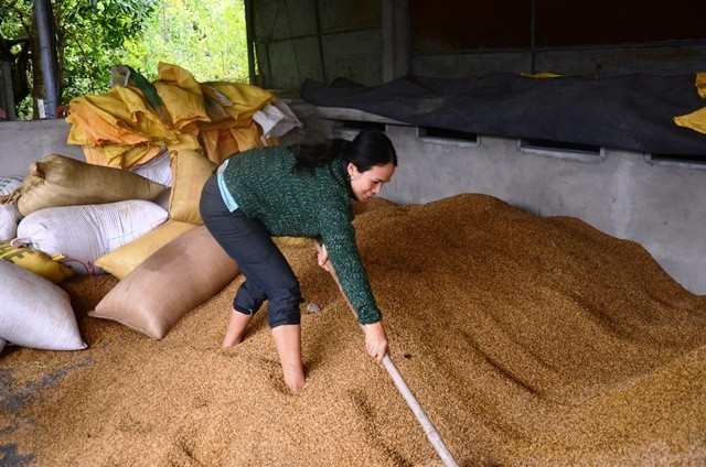 Hợp tác xã nông nghiệp Đào tiếp nhận sấy thóc cho người dân vùng lũ.