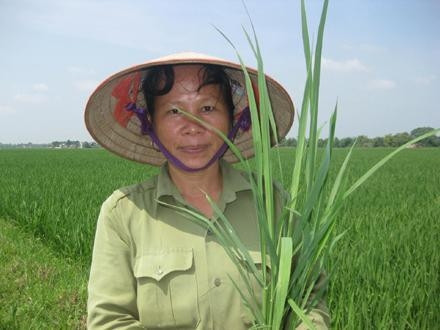 Chị Dương Thị Tuyết trên cánh đồng lúa giống.