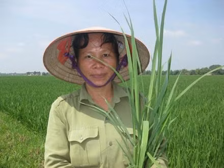 Chị Dương Thị Tuyết trên cánh đồng lúa giống.