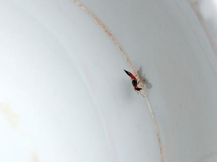 Kiến ba khoang xuất hiện nhiều gây hoang mang cho người dân.