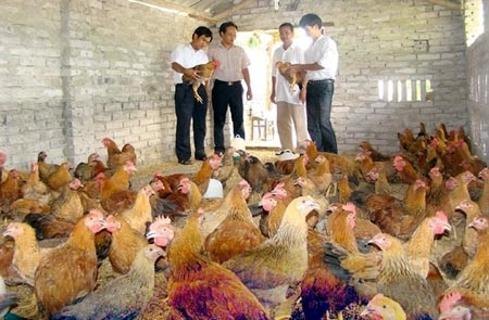 Mô hình chăn nuôi gà trên nền đệm lót sinh học ở xã Ninh Hải (huyện Hoa Lư, Ninh Bình) đã góp phần giảm chi phí và tích cực bảo vệ môi trường. Ảnh: MINH PHÚC