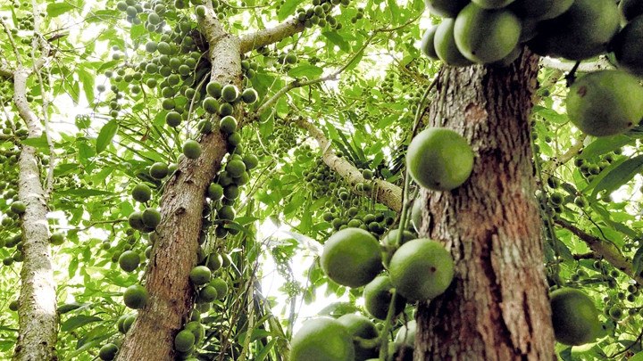 Ngày xuân, không gì thú vị bằng đi chơi Tết miệt vườn.