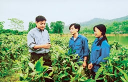 Cán bộ kỹ thuật lâm trường Nguyễn Văn Trỗi
(Tuyên Quang) hướng dẫn người dân kỹ thuật
trồng rừng.