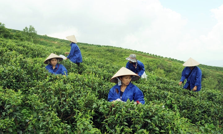Người dân Cao Bằng vươn lên thoát nghèo nhờ trồng chè chất lượng cao.