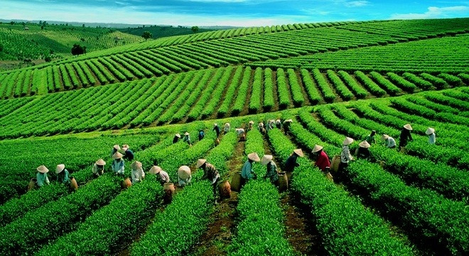 Tổng công ty chè lớn nhất Việt Nam chào bán 31,8% vốn điều lệ