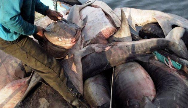 Cá mập bị xẻ thịt lấy vây hàng loạt tại Indonesia.