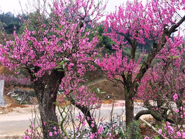 Thắm sắc hoa đào Xuân Quang ngày Tết.