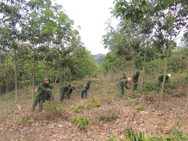 Công nhân Nông trường 3, Công ty cổ phần đầu tư và phát triển Duy Tân phát dọn thực bì chống cháy cho rừng cao-su.