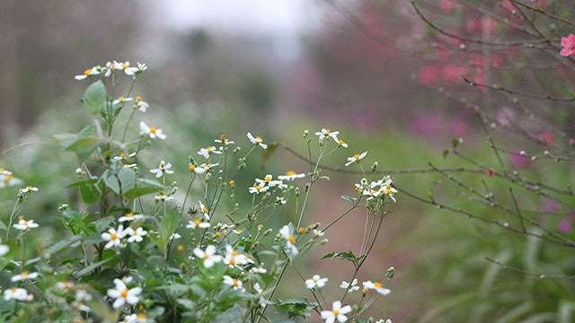 Hoang dã xuyến chi. Ảnh: LÊ QUÂN