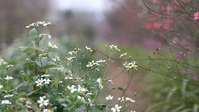 Hoang dã xuyến chi. Ảnh: LÊ QUÂN