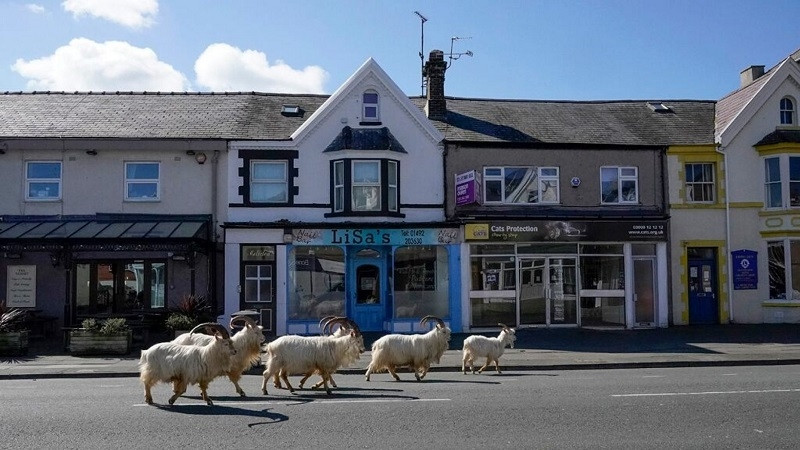 Dê núi đi lang thang trên đường phố LLandudno, xứ Wales vào ngày 31-3.
