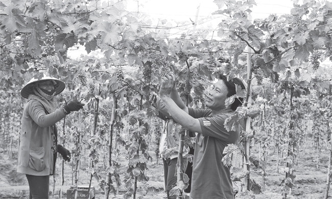 Anh Trần Cao Tiên hướng dẫn bà con trong thôn Thành Sơn, xã Xuân Hải, huyện Ninh Hải (Ninh Thuận) chăm sóc nho.