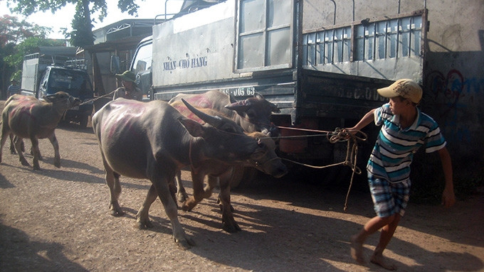 Ði "đòi trâu" mệt lắm chú à!