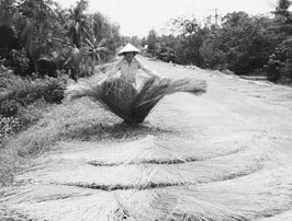 Nhiều hộ nông dân ở xã Mỹ Đức (Càng Long, Trà Vinh) trồng cỏ lác cói cho thu nhập cao.