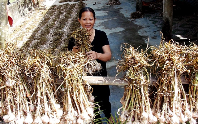  Người dân xã Quang Minh, thị xã Ba Ðồn thu hoạch tỏi.