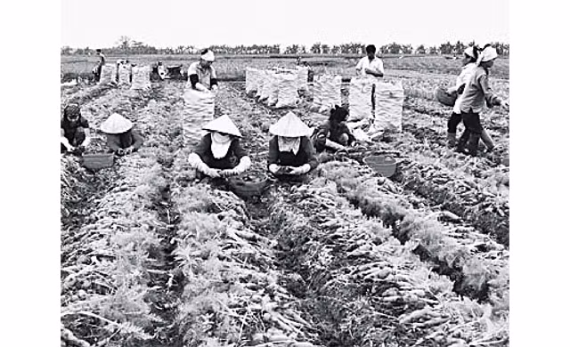 Thu hoạch cà-rốt vụ đông ở xã Đức Chính, huyện Cẩm Giàng, tỉnh Hải Dương. Ảnh: Nguyễn Thiện Tín