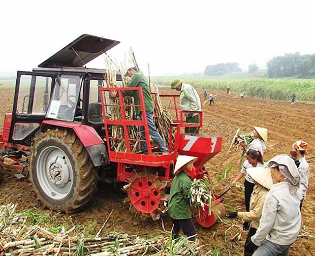 Người dân đưa máy vào trồng mía tại nhiều vùng nguyên liệu mía ở huyện Nghĩa Đàn (Nghệ An).