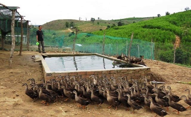 Đàn vịt trời mang lại hiệu quả kinh tế cao cho gia đình anh Phan Văn Hóa ở xã Xuân Phước, huyện Đồng Xuân (Phú Yên).