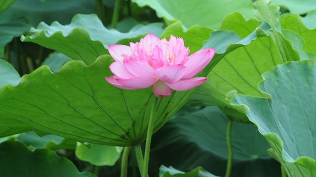 Hương sen vương vấn