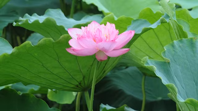 Hương sen vương vấn