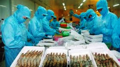 Chế biến tôm xuất khẩu (nguồn: kinhtenongthon.com.vn)