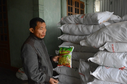 Ông Nguyễn Hoàng Kỷ, xóm Bình Tiến, xã Thạch Tân, huyện Thạch Hà kiểm tra và thu gom lúa giống VTNA2.