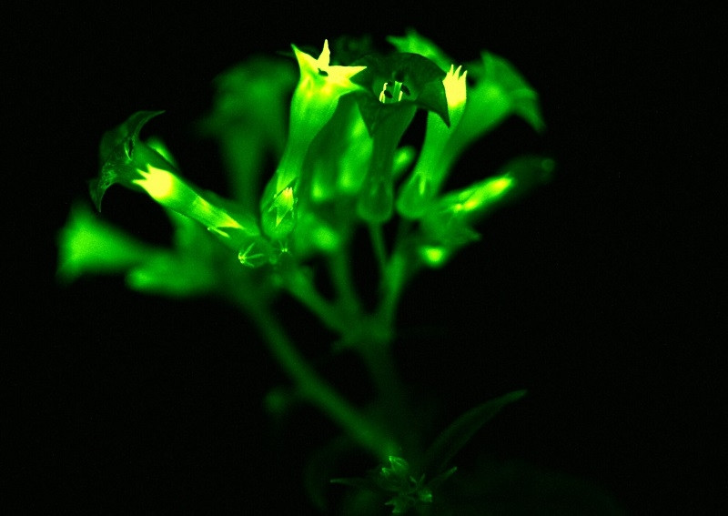 Hoa phát sáng rực rỡ trong đêm. Ảnh: Planta.