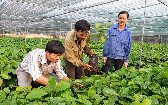Sản xuất giống cây cà-phê tại Trung tâm Nghiên cứu và Chuyển giao công nghệ cà-phê Eakamat, TP Buôn Ma Thuột (Đắk Lắk). Ảnh: NGUYỄN ĐĂNG