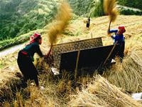 Cơ giới hóa thu hoạch lúa - vấn đề bức thiết