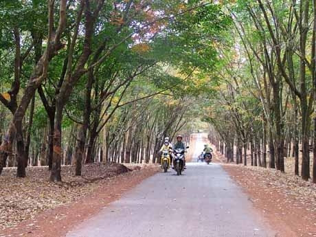 Thêm một mùa cao-su thay lá ở Lộc Ninh (Bình Phước).