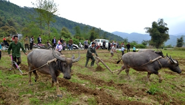 Thi cày ruộng giỏi.